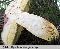 Hemileccinum depilatum (płowiec pofałdowany)