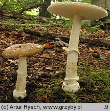 Amanita pantherina (muchomor plamisty)