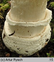 Amanita pantherina (muchomor plamisty)