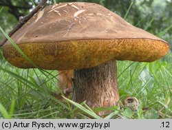 Suillellus luridus (modroborowik ponury)