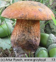 Suillellus luridus (modroborowik ponury)