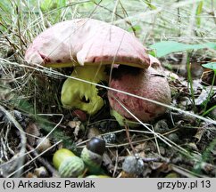 Butyriboletus regius (masłoborowik królewski)