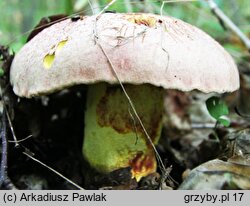 Butyriboletus regius (masłoborowik królewski)