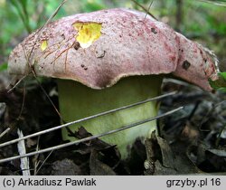 Butyriboletus regius (masłoborowik królewski)