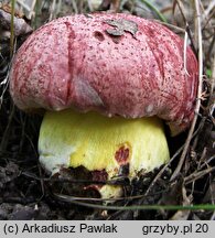 Butyriboletus regius (masłoborowik królewski)