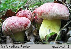 Butyriboletus regius (masłoborowik królewski)