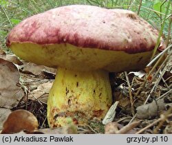 Butyriboletus regius (masłoborowik królewski)