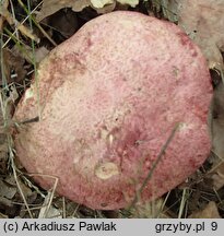 Butyriboletus regius (masłoborowik królewski)