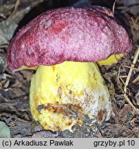 Butyriboletus regius (masłoborowik królewski)