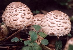 Chlorophyllum brunneum (czubajnik ogrodowy)