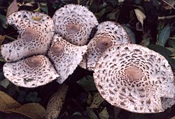 Chlorophyllum brunneum (czubajnik ogrodowy)