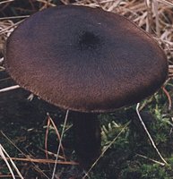 Pluteus atromarginatus (drobnołuszczak czarnoostrzowy)