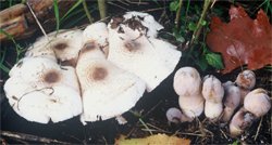 Leucoagaricus americanus