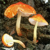 Pluteus aurantiorugosus (drobnołuszczak pomarańczowoczerwony)