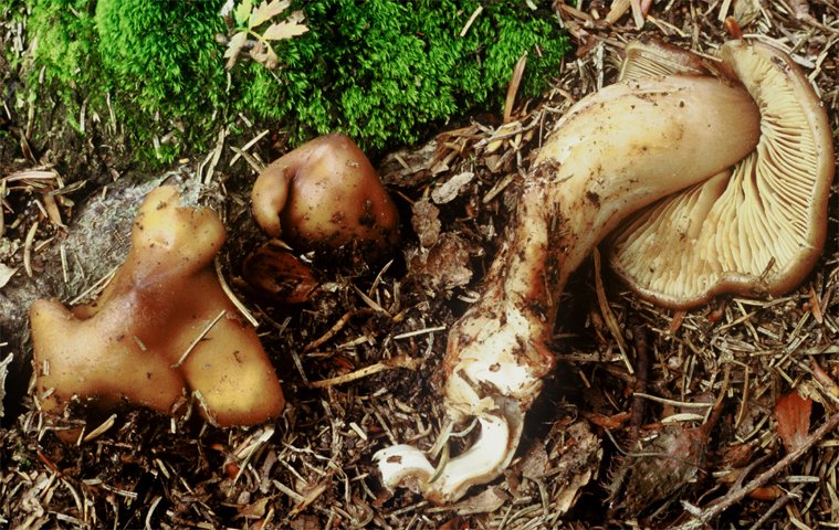 Phaeocollybia lugubris (korzenianka okazała)