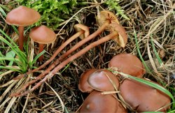 Phaeocollybia jennyae