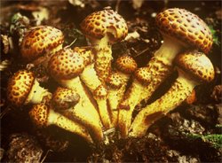 Pholiota jahnii