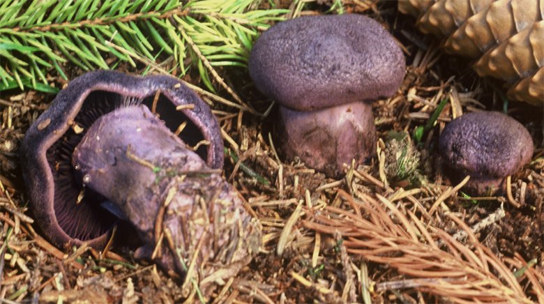 Cortinarius hercynicus