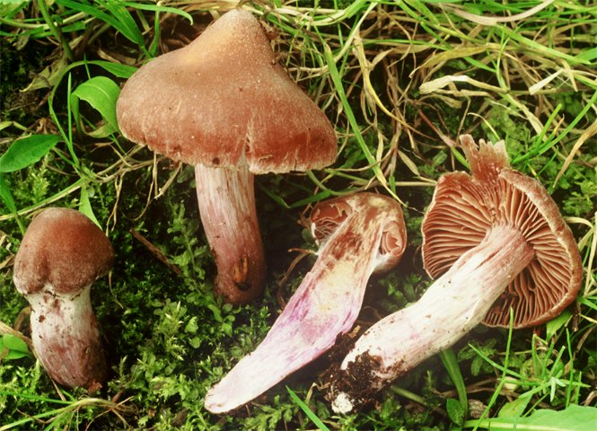 Cordyceps canadensis