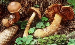 Cortinarius speciosissimus