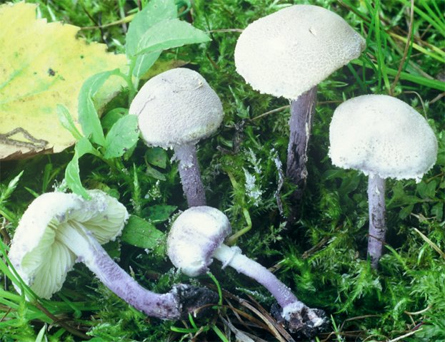 Cystolepiota bucknallii (czubniczka cuchnąca)