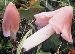 Hygrocybe calyptraeformis