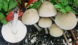 Pluteus plautus (drobnołuszczak gruczołowaty)