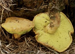 Buchwaldoboletus lignicola (złociec czerwonawy)