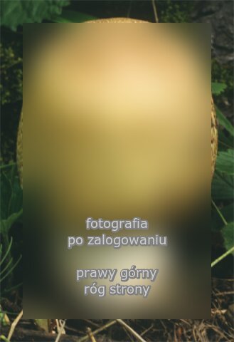 Agaricus augustus (pieczarka okazała)