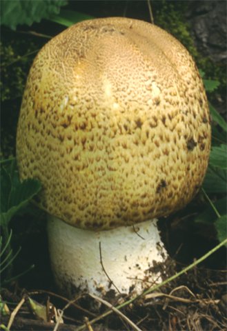 Agaricus augustus (pieczarka okazała)