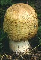 Agaricus augustus (pieczarka okazała)