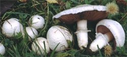 Agaricus campestris (pieczarka łąkowa)