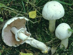 Agaricus xanthodermus (pieczarka karbolowa)