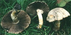 Agaricus xanthodermus (pieczarka karbolowa)