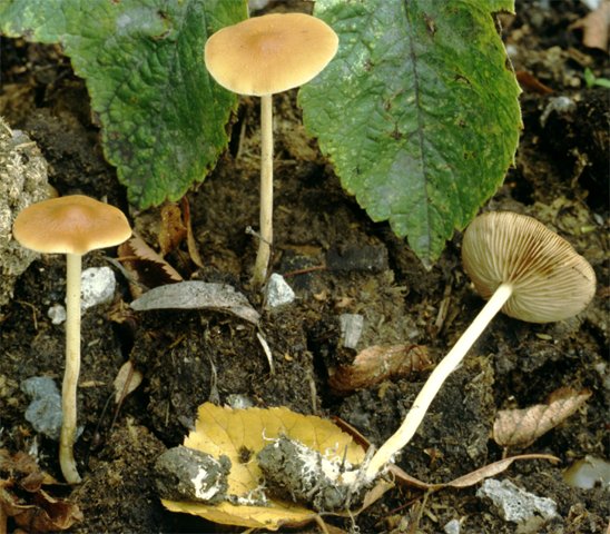 Agrocybe arvalis (polówka korzeniasta)