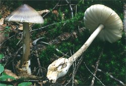 Amanita battarrae