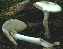 Amanita verna (muchomor wiosenny)