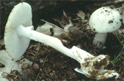 Amanita verna (muchomor wiosenny)