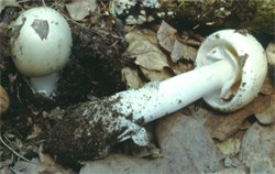 Amanita verna (muchomor wiosenny)