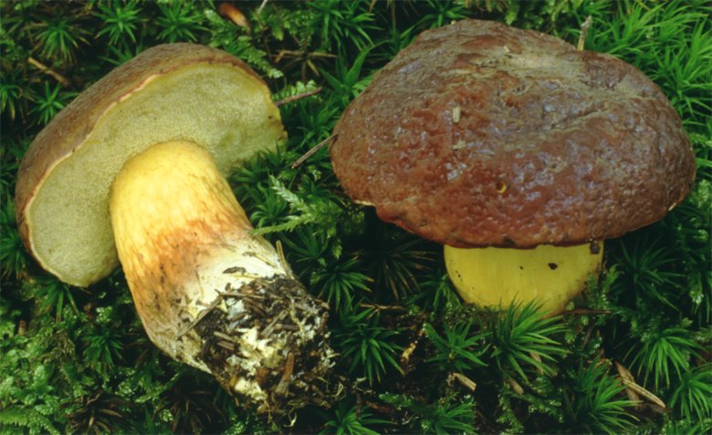 Boletus fragilipes