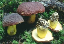 Boletus fragilipes