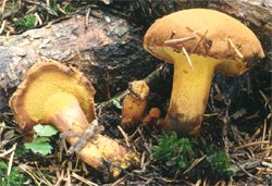 Buchwaldoboletus lignicola (złociec czerwonawy)