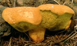 Buchwaldoboletus lignicola (złociec czerwonawy)