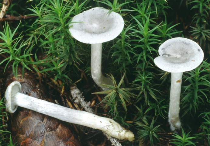 Lactarius glyciosmus (mleczaj kokosowy)