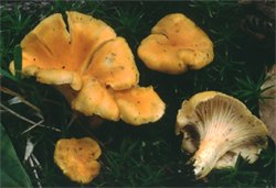 Cantharellus friesii (pieprznik pomarańczowy)