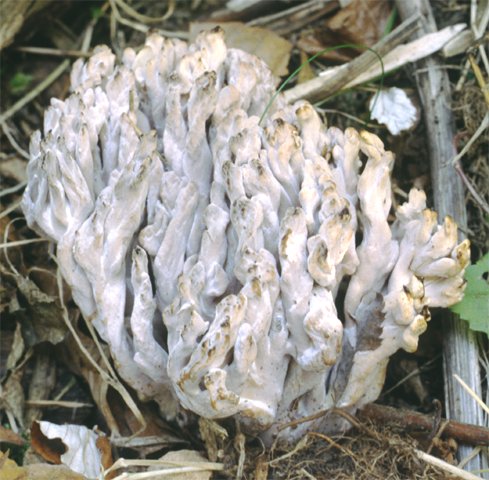 Clavulina cinerea (goździeńczyk popielaty)