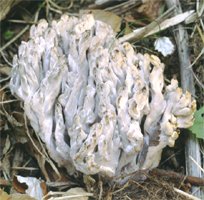 Clavulina cinerea (goździeńczyk popielaty)