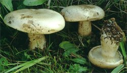 Hygrophorus ligatus (wodnicha grubopierścieniowa)