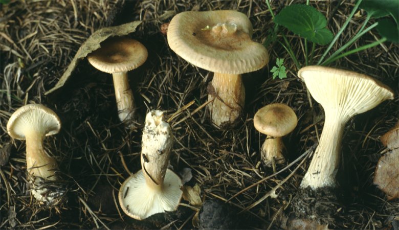 Infundibulicybe costata (lejkówka karbowana)