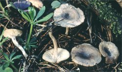 Rhizocybe pruinosa (lejkówka oszroniona)